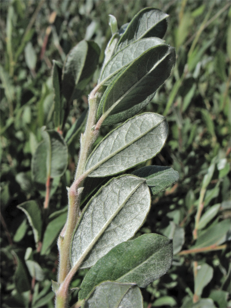 Изображение особи Salix repens.