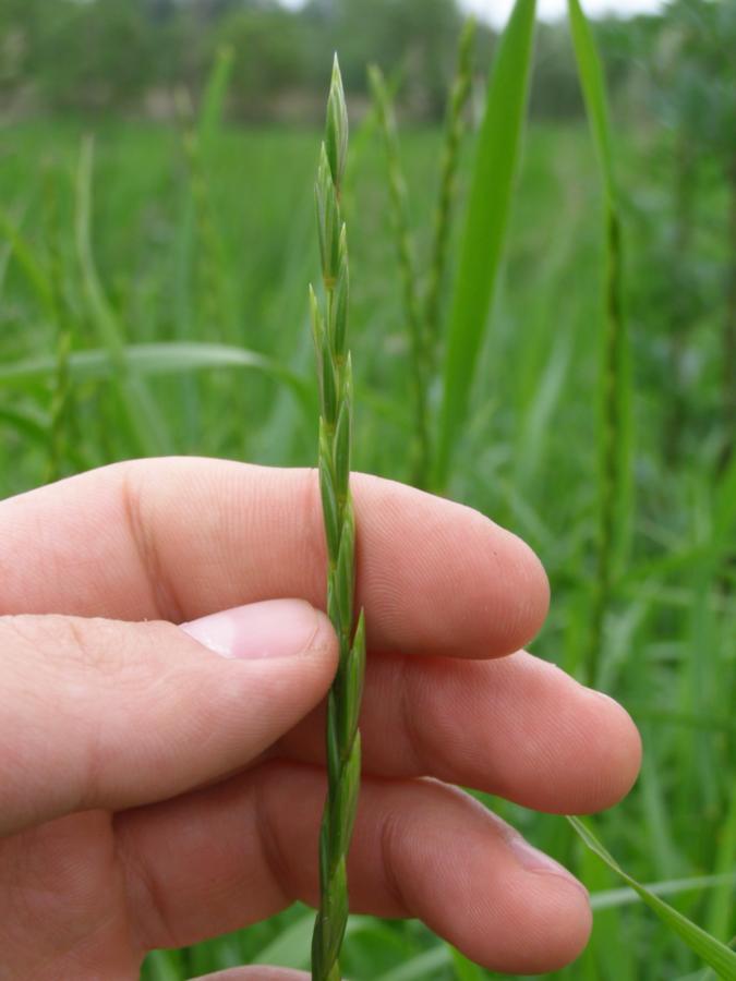 Изображение особи Elytrigia repens.