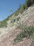 Rhaponticoides razdorskyi. Зацветающее растение. Дагестан, окр. с. Талги, сухой известняковый склон. 05.06.2019.