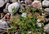 Myosoton aquaticum. Верхушка побега с цветком. Новгородская обл., берег оз. Ильмень, геологический памятник \"Ильменский глинт\", прибрежный галечник. 10.05.2019.