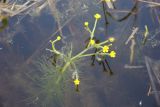 Ranunculus polyphyllus