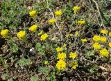 Alyssum trichostachyum