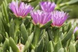 Carpobrotus modestus