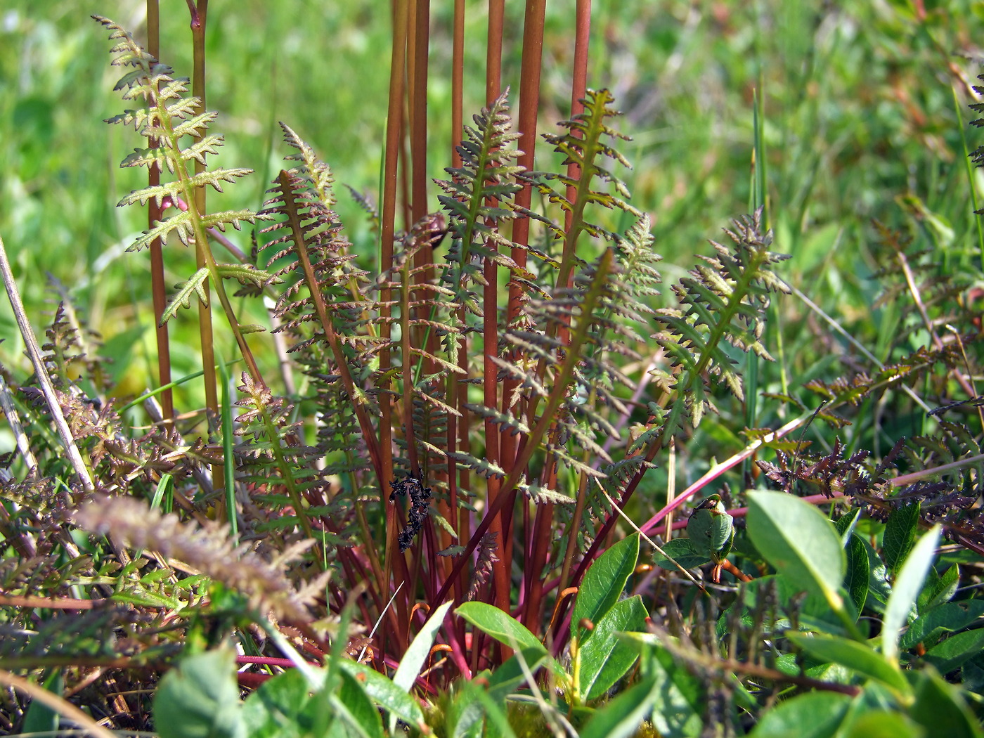 Изображение особи Pedicularis nasuta.