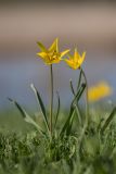 genus Tulipa