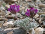 Oxytropis pumila