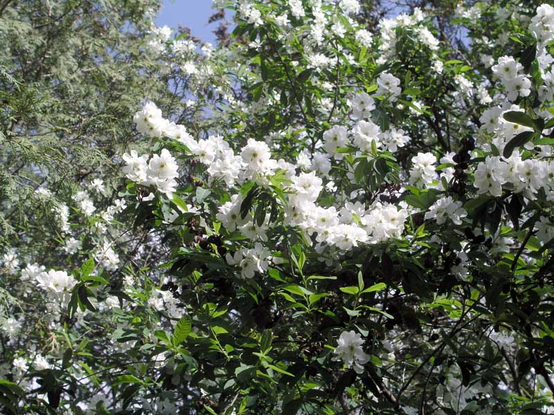 Изображение особи Exochorda korolkowii.