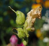 Antirrhinum majus. Верхушка отцветшего растения с завядшим цветком и незрелыми плодами. Восточно-Казахстанская обл., Глубоковский р-н, окр. с. Кожохово, в культуре. 21.06.2011.