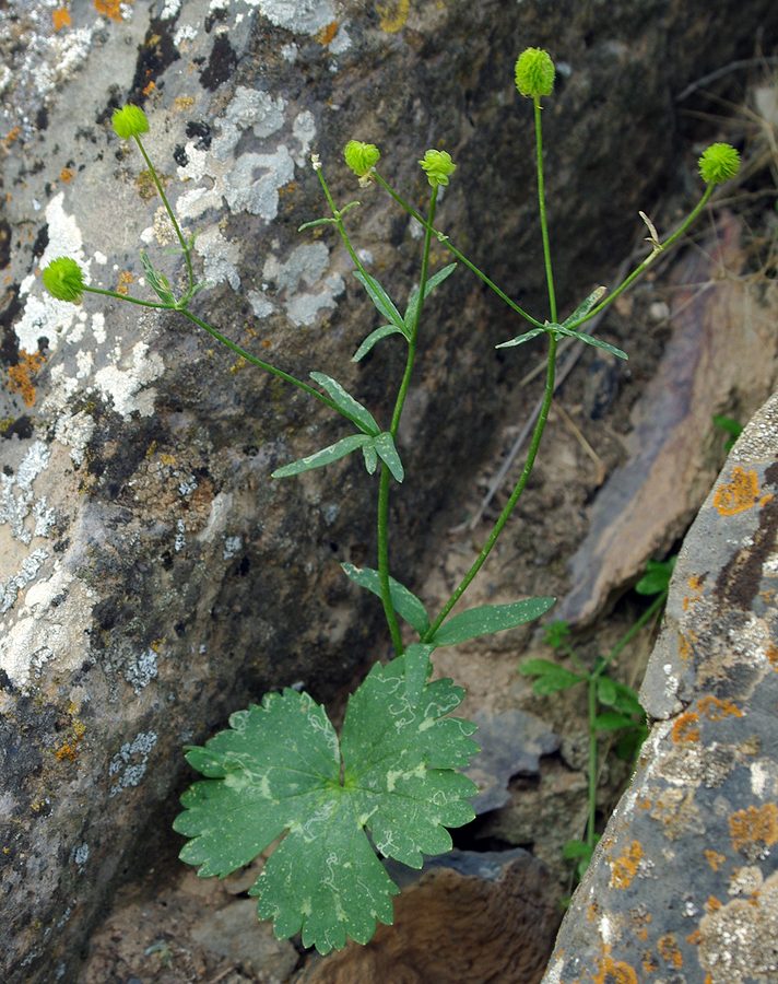 Изображение особи Ranunculus mindshelkensis.