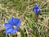 Gentiana dshimilensis. Цветки. Карачаево-Черкесия, Зеленчукский р-н, ущелье р. Марка. 06.05.2012.