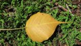 Ficus religiosa