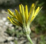 Tragopogon dasyrhynchus