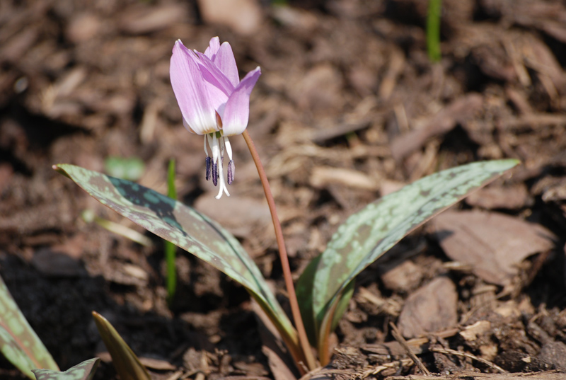 Изображение особи Erythronium dens-canis.