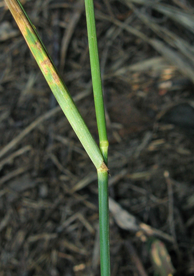 Image of Elytrigia repens specimen.