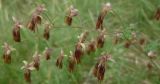 Thalictrum foetidum