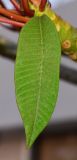 Plumeria rubra