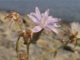 Lactuca tatarica. Соцветие-корзинка. Краснодарский край, м/о г. Новороссийск, ур. Широкая Балка, на берегу моря. 10.08.2014.