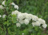 Spiraea crenata