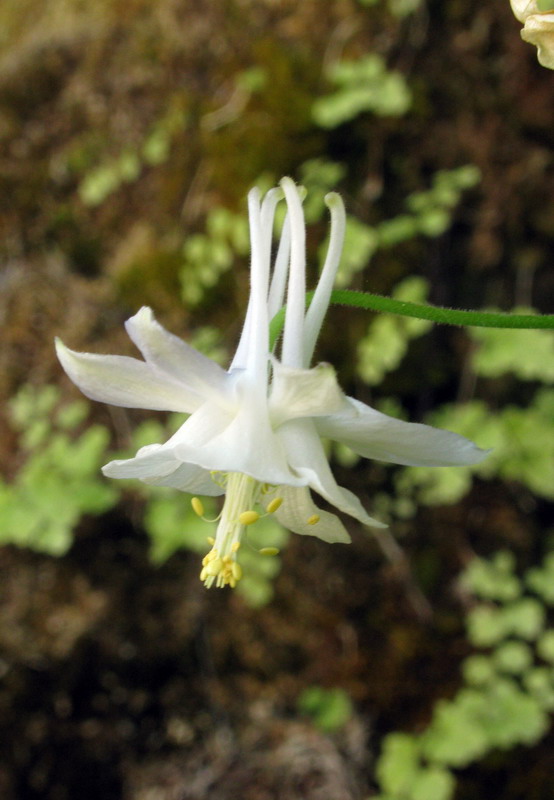 Изображение особи Aquilegia vicaria.