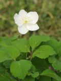 Anemone udensis