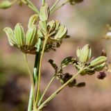 Sphaenolobium tianschanicum