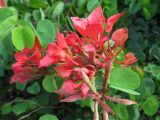 Bauhinia galpinii