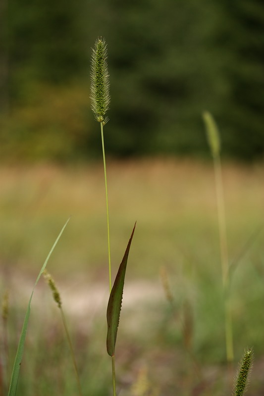 Изображение особи Setaria viridis.