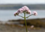 Valeriana sambucifolia. Верхушка побега с соцветием. Мурманская обл., п-ов Средний, устье р. Выкат, разнотравный приморский луг. 31.07.2015.