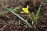Gagea aipetriensis. Зацветающее растение. Крым, Главная гряда, г. Тарпан-Баир. 23 февраля 2016 г.