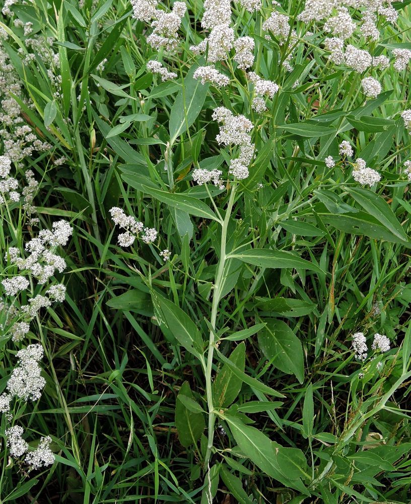 Изображение особи Lepidium latifolium.