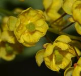 Berberis amurensis