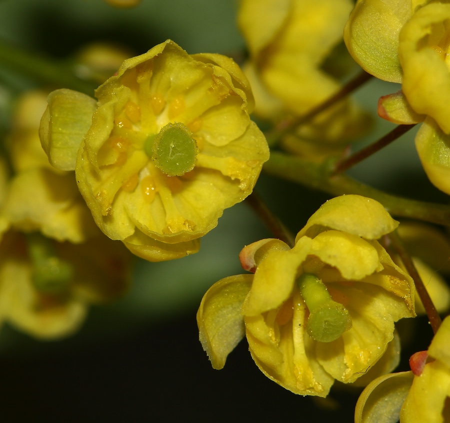 Image of Berberis amurensis specimen.