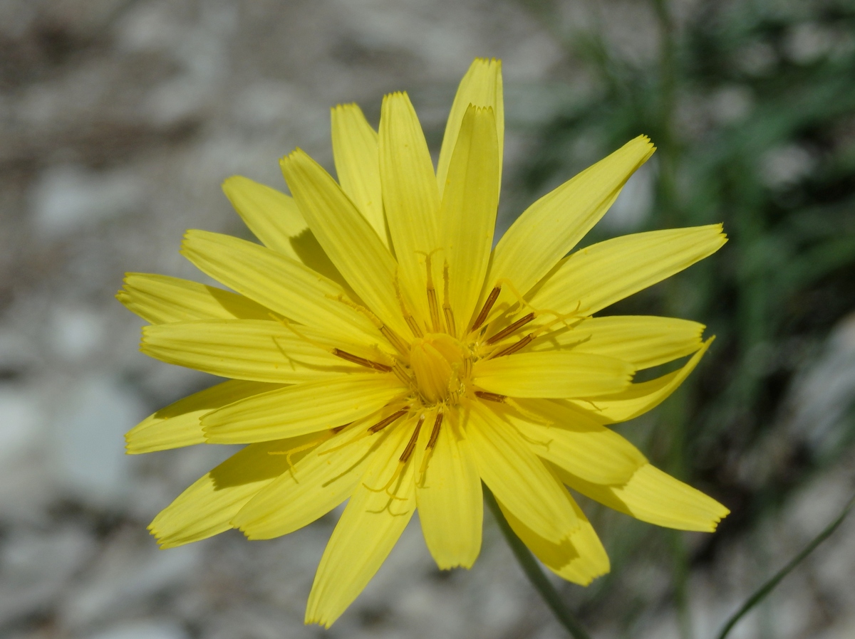 Image of Scorzonera stricta specimen.