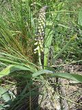 Leopoldia tenuiflora