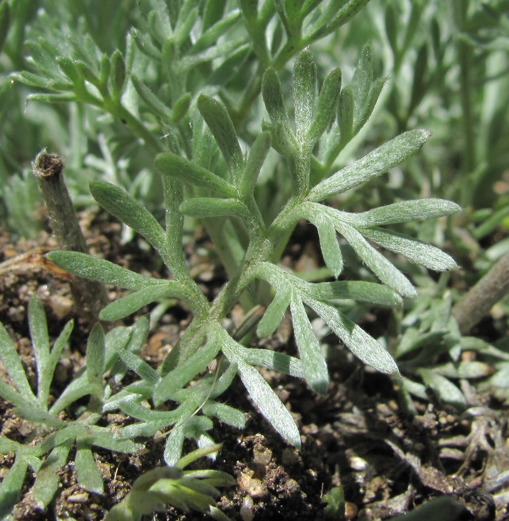 Изображение особи Artemisia splendens.