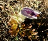 Pulsatilla taurica