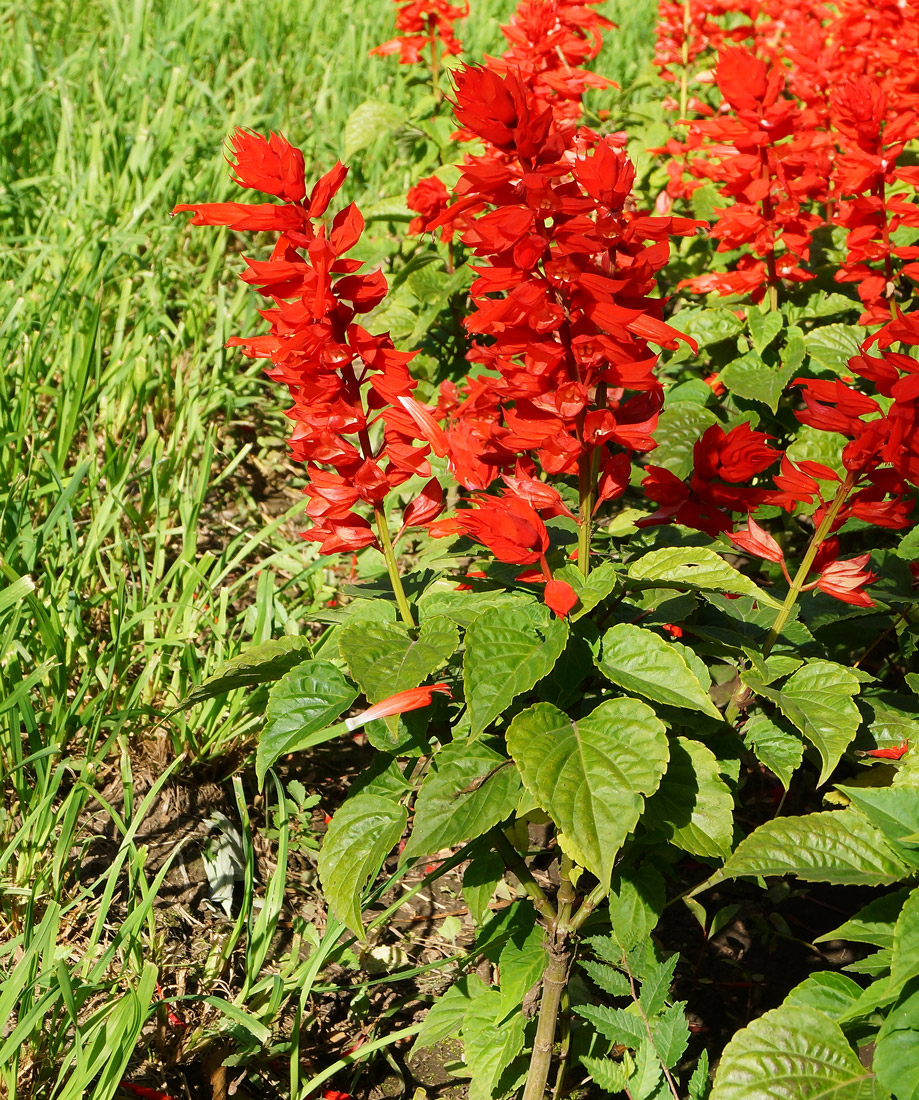 Изображение особи Salvia splendens.