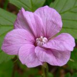 Rubus arcticus