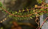 Rotala wallichii