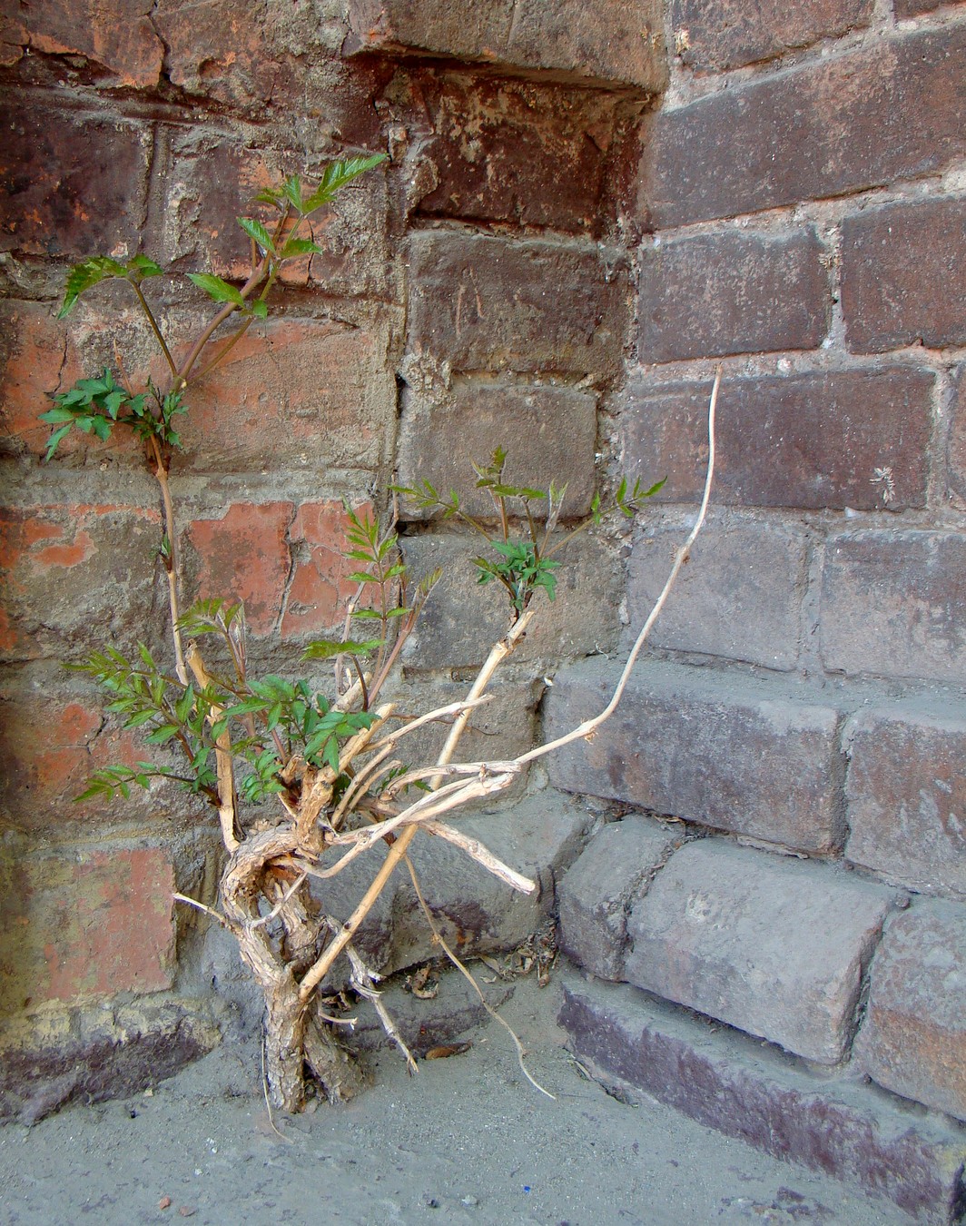 Image of Campsis radicans specimen.