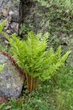 Dryopteris assimilis. Взрослые растения. Мурманская обл., Кольский р-н, окр. пос. Дальние Зеленцы, окр. Столбового озера, основание скалистого склона северной экспозиции небольшой сопки, сыроватая каменистая луговина. 30.07.2017.