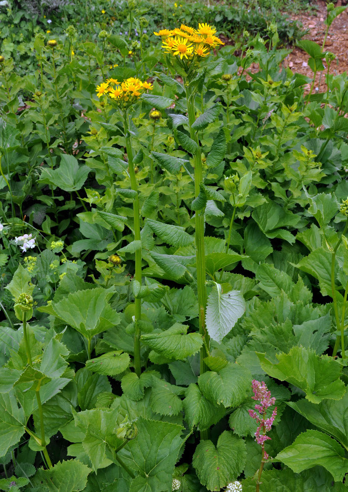 Изображение особи Tephroseris cladobotrys.