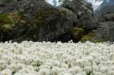 род Eriophorum. Верхушки плодоносящих растений. Горный Алтай, Усть-Коксинский р-н, берег р. Аккем выше Аккемского озера, заболоченный участок рядом со старой конечной мореной. 02.07.2006.