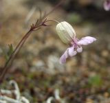 Silene stenophylla. Цветок. Магаданская обл., г. Магадан, окр. мкр-н Пионерный, вершинка небольшой каменистой сопки, среди лишайников. 17.07.2016.