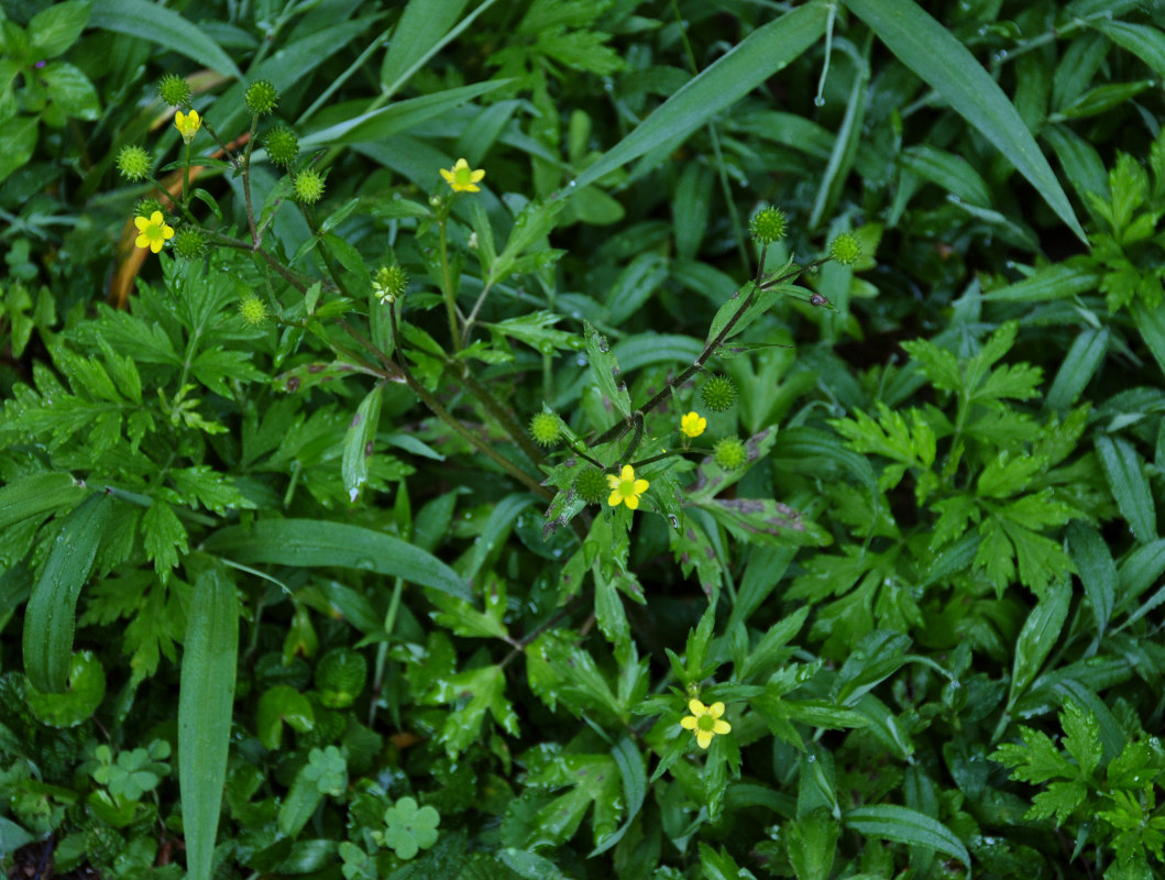 Изображение особи Ranunculus cantoniensis.