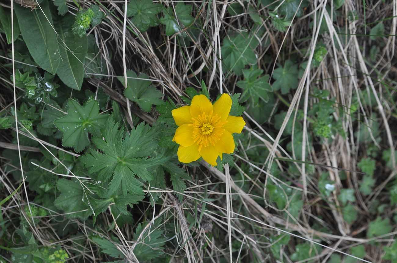 Изображение особи Trollius ranunculinus.