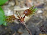 Parthenocissus tricuspidata