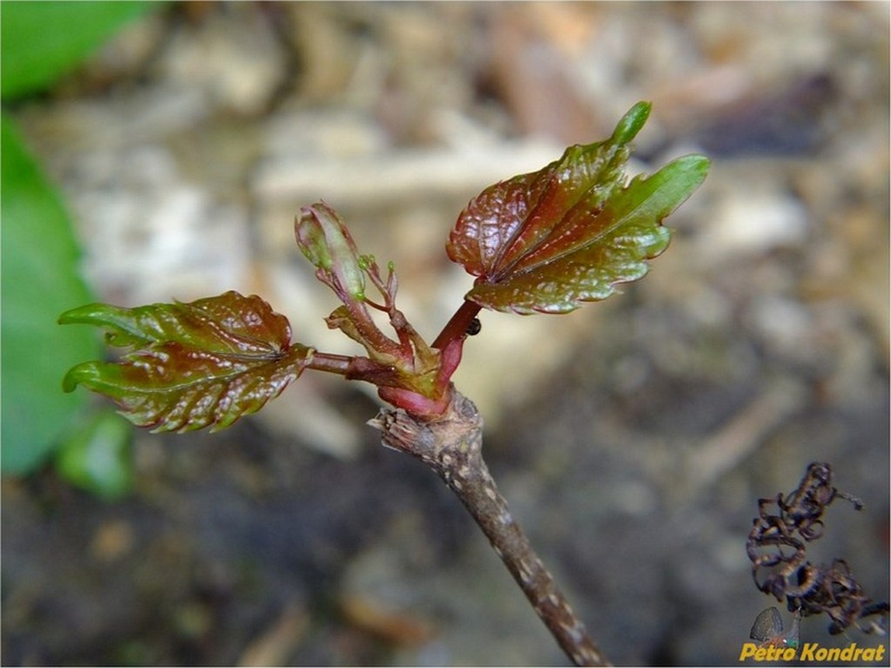 Изображение особи Parthenocissus tricuspidata.