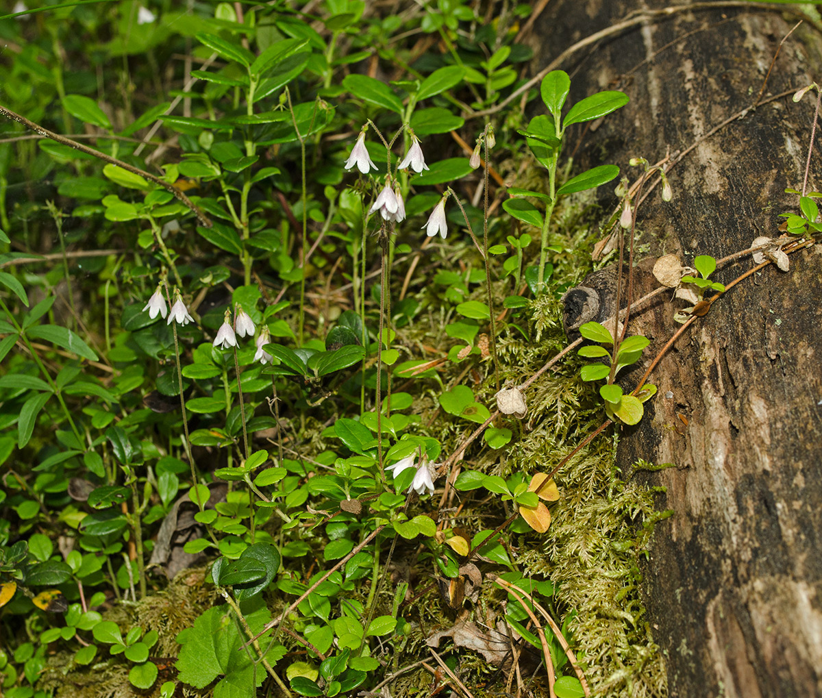 Изображение особи Linnaea borealis.