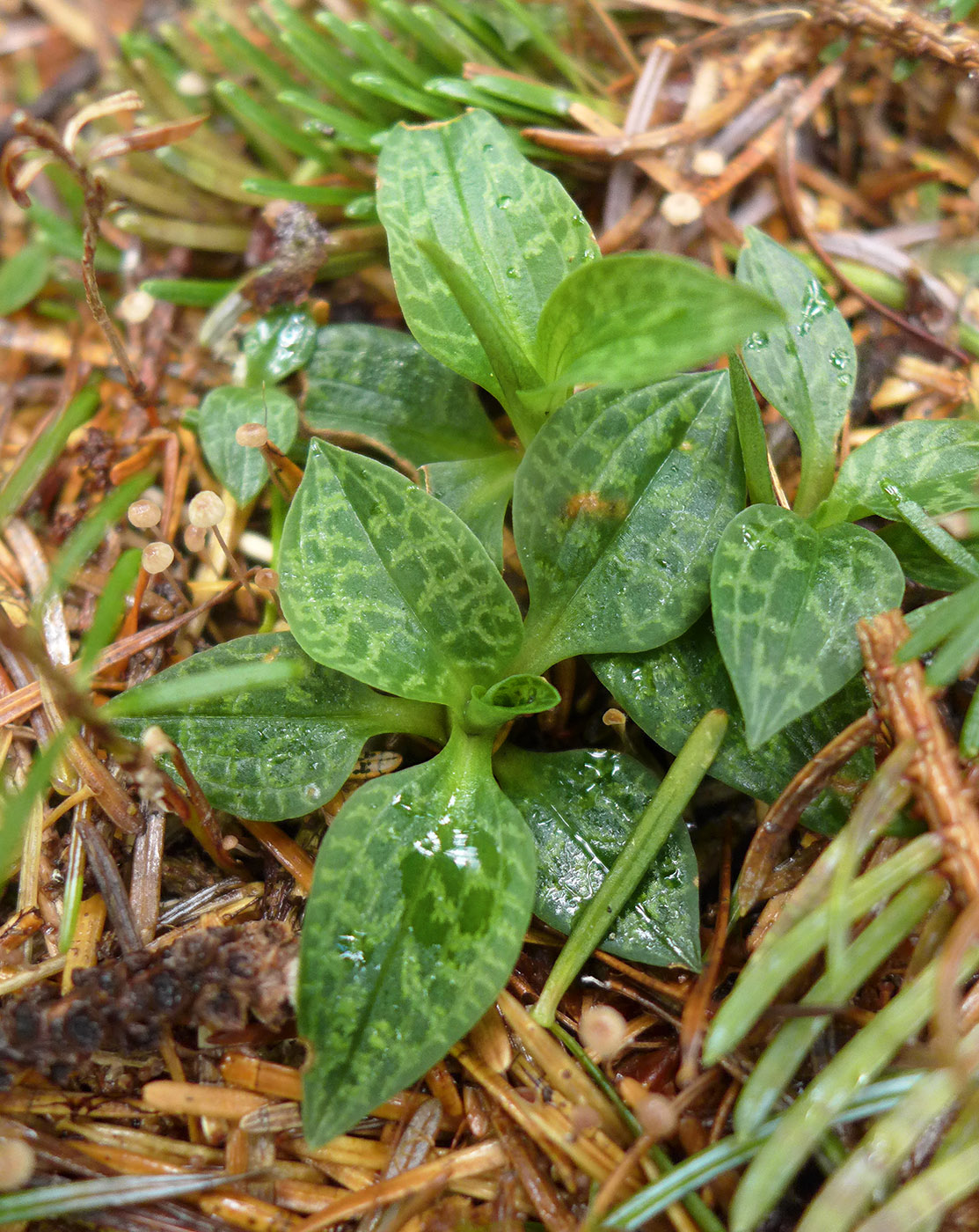 Изображение особи Goodyera repens.